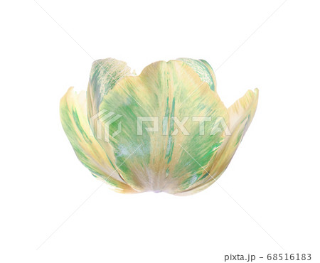 Green tulip flower isolated 68516183