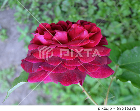 Red roses flowers Red roses flowers 68516239