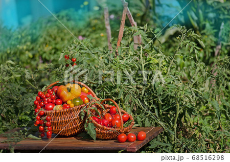 Different tomatoes in baskets near the greenhouse Different tomatoes in baskets near the greenhouse 68516298