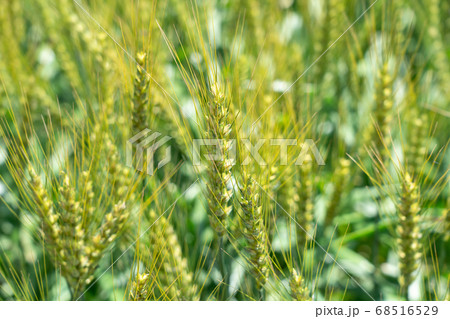 緑鮮やかな麦畑の小麦の穂 (5月) 小麦 緑鮮やかな麦畑の小麦の穂 (5月) 小麦 68516529