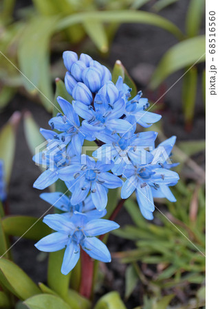 Scilla bifolia in the garden 68516560