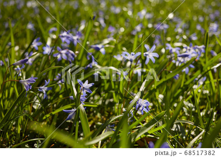 blue forget-me-not flowers 68517382