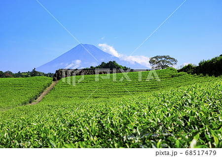 夏富士と茶畑の有名撮影地富士市今宮の夏 68517479