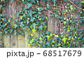 Green ivy on vintage wooden wall backgound 68517679