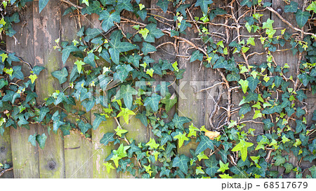 Green ivy on vintage wooden wall backgound 68517679