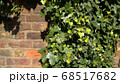 Green ivy on vintage brick wall backgound 68517682