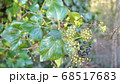 Green ivy on vintage brick wall backgound 68517683