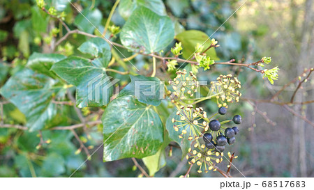 Green ivy on vintage brick wall backgound 68517683