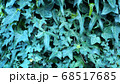 Green ivy on vintage wooden wall backgound 68517685