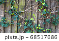 Green ivy on vintage wooden wall backgound 68517686