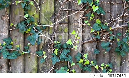 Green ivy on vintage wooden wall backgound 68517686