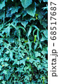 Vertical photo of green ivy on vintage wooden wall backgound 68517687
