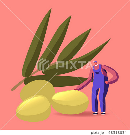 Plantation Harvesting, Farmer Character Picking Ripe Olives for Traditional Production of Virgin Oil. Man in Overalls 68518034