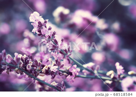 Lavender flowers background Lavender flowers background 68518584
