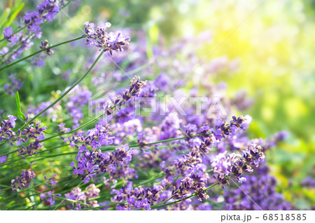 Lavender flowers background Lavender flowers background 68518585