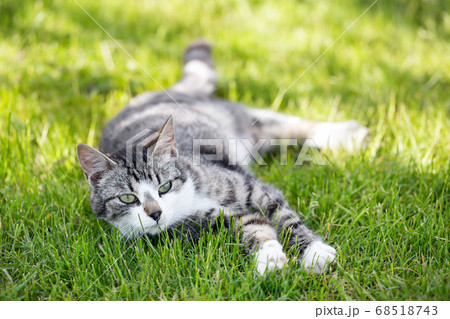Young cat liying on green grass at the garden 68518743