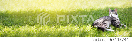 Young cat liying on green grass at the garden. 68518744