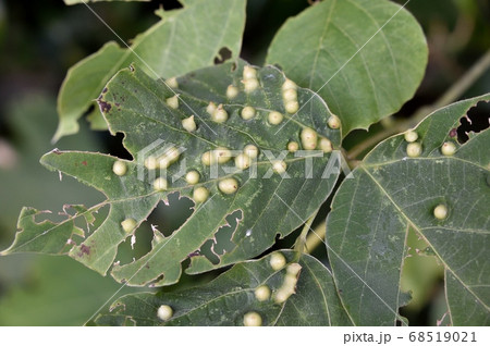 クズの虫こぶ クズハトガリタマフシの写真素材