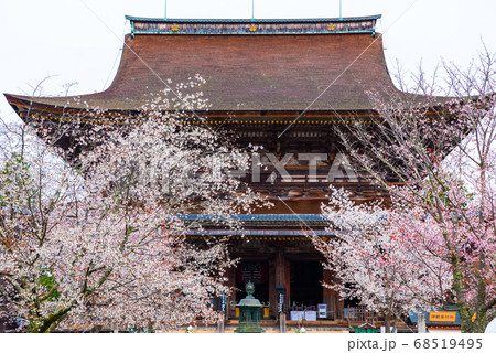 金峯山寺・本堂／蔵王堂と四本桜（奈良県吉野郡吉野町吉野山）2020年4月 68519495