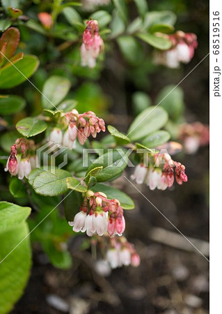 1402　コケモモ 68519516