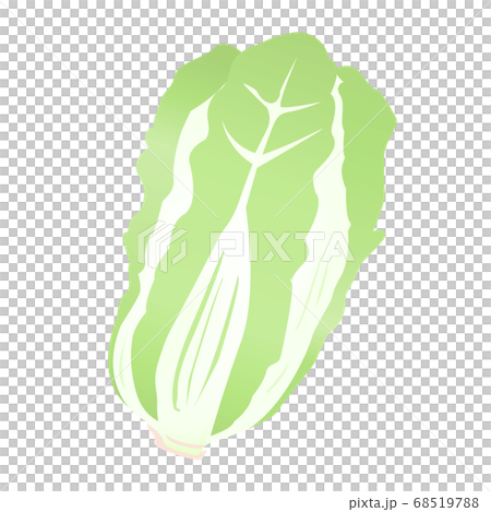 一棵白菜（Yasai的矢量圖） 68519788
