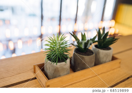 little cactus and aloe in small pots 68519899