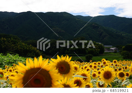 奈良県葛城市山田交差点付近のひまわり畑の写真素材