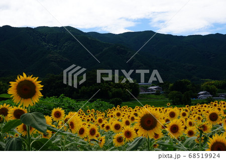 奈良県葛城市山田交差点付近のひまわり畑の写真素材