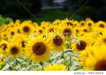 奈良県葛城市山田交差点付近のひまわり畑の写真素材
