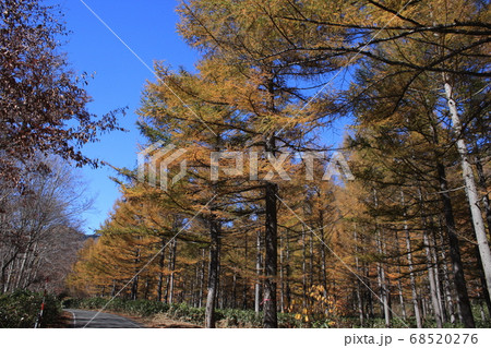 照葉峡の紅葉 68520276