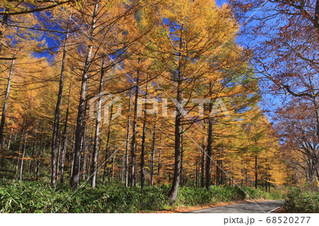 照葉峡の紅葉 照葉峡の紅葉 68520277