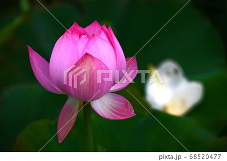 ハスの花香る癒しの窓辺 68520477