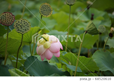 花 植物 蓮 68520610