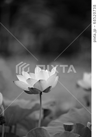花 植物 蓮 68520738