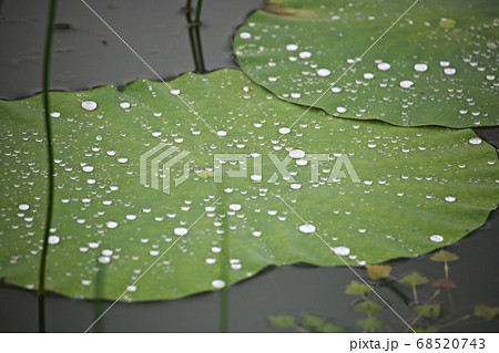 水滴 葉 植物 68520743