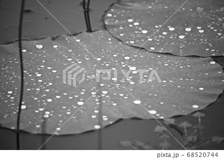 水滴 葉 植物 68520744
