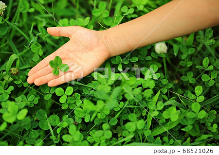 雑草 植物 四つ葉のクローバーの写真素材