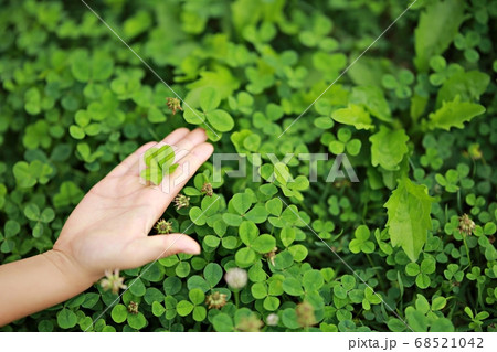 雑草 植物 四つ葉のクローバー 68521042