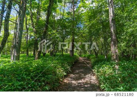 美し森のカラマツの林（八ヶ岳中信高原定公園） 68521180