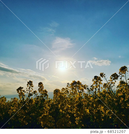晩冬の神奈川県二宮町の吾妻山山頂に咲く菜の花と夕陽【2月】 68521207