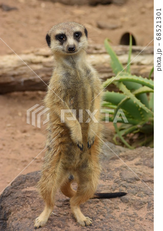 ミーアキャット。ニュージーランド、オークランドの動物園 ミーアキャット。ニュージーランド、オークランドの動物園 68521301