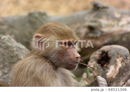 マントヒヒの子供 ニュージーランド オークランドの動物園の写真素材