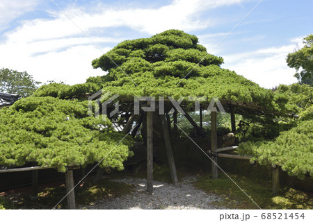 遊龍の松　善峯寺 68521454