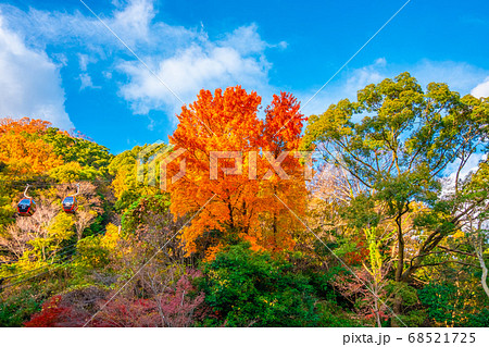 神戸布引ロープウェイと紅葉 神戸布引ロープウェイと紅葉 68521725