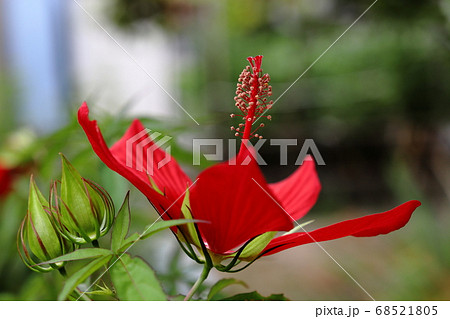 モミジアオイ モミジアオイ 68521805