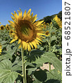 ひまわり 68521807
