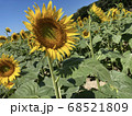 ひまわり 68521809