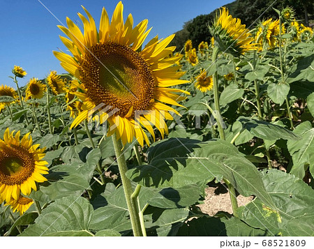ひまわり 68521809
