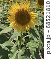 ひまわり 68521810