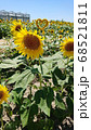 ひまわり 68521811